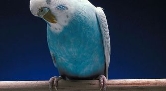 Картинка по теме - как приручить волнистого попугайчика