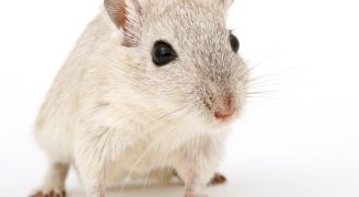 Картинка по теме - как определить пол у песчанок