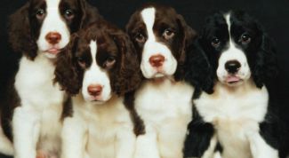 Картинка по теме - как научить спаниеля