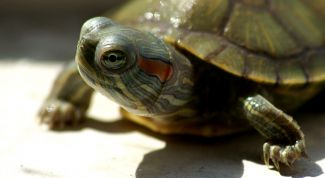 Картинка по теме - как узнать, сколько лет сухопутной черепахе