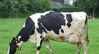 Картинка по теме - как выжить в селе