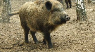 Картинка по теме - как приманить кабана