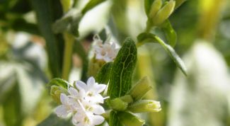 Картинка по теме - как вырастить стевию