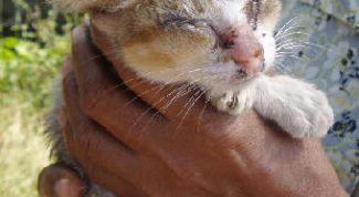 Картинка по теме - как вылечить ушного клеща у кошки