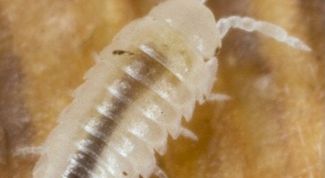 Картинка по теме - как уничтожить мокриц