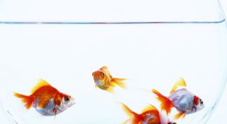 Картинка по теме - как сделать воду в аквариуме прозрачной