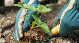 Картинка по теме - как оформить приусадебный участок