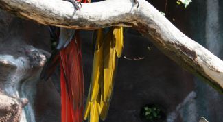 Картинка по теме - как определить самку попугая