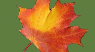 Картинка по теме - как нарисовать клен