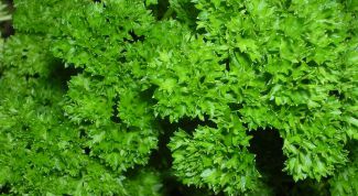 Картинка по теме - как хранить зелень в холодильнике