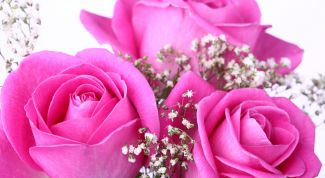 Картинка по теме - как хранить розы