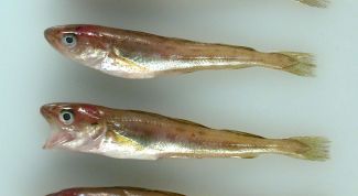 Картинка по теме - как ловить навагу