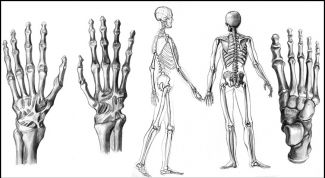 Картинка по теме - как рисовать скелет человека
