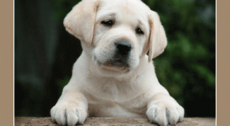 Картинка по теме - как назвать собаку-лабрадора