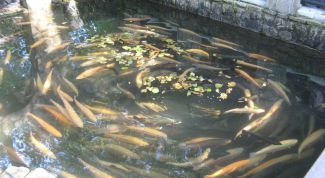 Картинка по теме - как выращивать форель