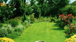 Картинка по теме - как озеленить участок