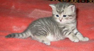 Картинка по теме - как продать животное