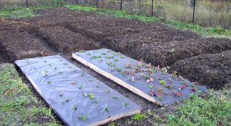 Картинка по теме - как разместить грядки