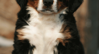 Картинка по теме - как научить собаку приносить тапочки