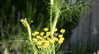 Картинка по теме - как заварить фенхель