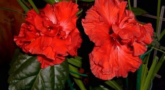 Картинка по теме - как пересадить китайскую розу