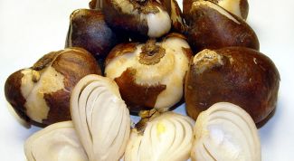 Картинка по теме - как сохранить луковицы лилии