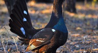 Картинка по теме - как готовить глухаря