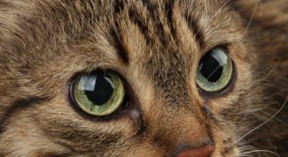 Картинка по теме - как выбрать породу кошки