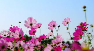 Картинка по теме - как выращивать правильно цветы