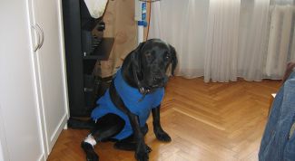 Картинка по теме - как поставить капельницу собаке