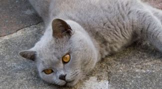 Картинка по теме - как кормить британских кошек