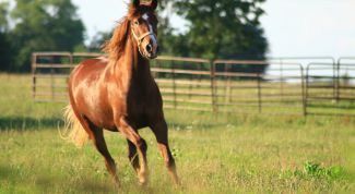 Картинка по теме - как объезжать лошадей