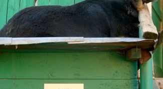 Картинка по теме - как научить собаку охранять