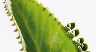 Картинка по теме - как удалить атерому