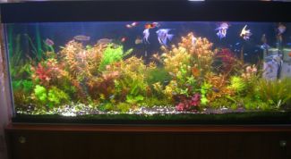 Картинка по теме - как продезинфицировать аквариум