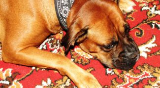 Картинка по теме - как отучить кобеля метить