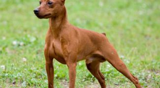 Картинка по теме - как назвать пинчера