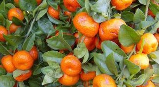 Картинка по теме - как выращивать мандариновое дерево