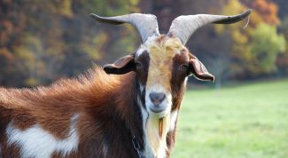 Картинка по теме - как назвать козу