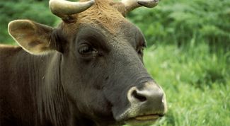 Картинка по теме - как содержать корову