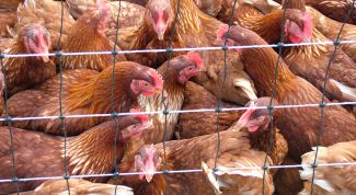 Картинка по теме - как построить птицеферму