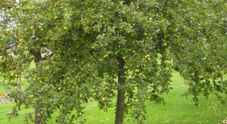 Картинка по теме - как сформировать крону дерева