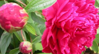 Картинка по теме - как рисовать пионы