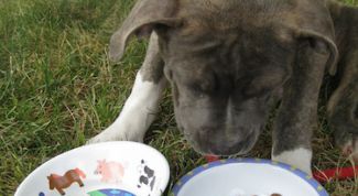 Картинка по теме - как кормить щенка сухими кормами