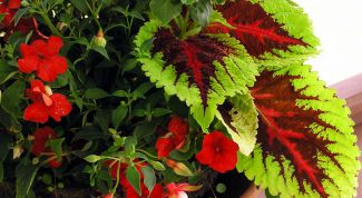 Картинка по теме - как украсить дом цветами