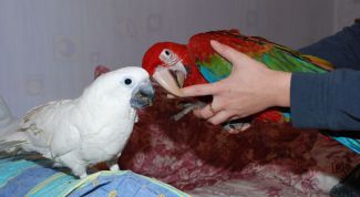 Картинка по теме - как сделать попугая ручным