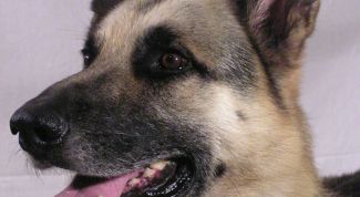 Картинка по теме - как воспитывать немецких овчарок