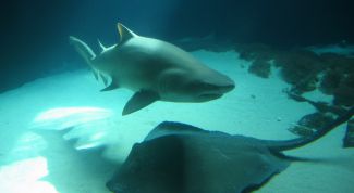 Картинка по теме - как защититься от акул