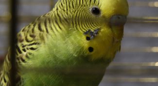Картинка по теме - как загнать попугая в клетку