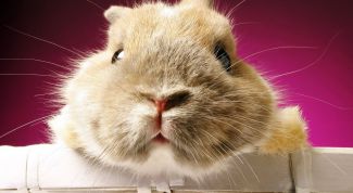 Картинка по теме - как уговорить родителей купить хомяка